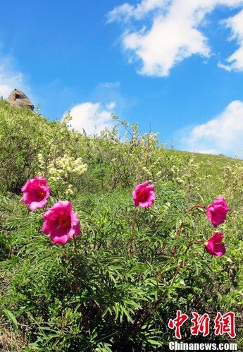 新疆喀纳斯山花烂漫 犹如神的后花园