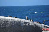 大西洋礁石上的南非企鹅。吴月天 摄