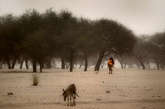 当地时间2012年4月19日，在乍得荒漠草原带地区的小村庄蒙多附近，一名妇女带着她的孩子蹒跚在沙尘中。联合国儿童基金会估计，由于今年严重的营养危机，在乍得的荒漠草原带，约有12.7万的5岁以下儿童需要生命救助。而在广阔的萨赫勒地区和非洲中西部的8个国家（布基纳法索、乍得、马里、毛里塔尼亚、尼日尔、喀麦隆、尼日利亚和塞内加尔）中，则有接近100万儿童需要救助。

