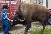 美国德克萨斯州乡下一家人在家中养了两头野牛当宠物。63岁的男主人RC Bridges曾是一名牛仔和驯马师，数年前因为一只眼睛变瞎而不得不把家里的野牛卖掉，只剩下一头当作宠物来样。加上别人送来的另一头小野牛，Bridges和拥有一般印第安人血统的妻子Sherron在木屋里和这两头野兽朝夕相处，将他们当成一家人。性格暴烈的野牛被他们夫妻俩驯化得十分温顺，在家中从不乱来，深得主人喜爱。