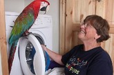 住在英国德文郡的雪伦家里有两只“爱做家务”的小鹦鹉，所以她从来不为家务而“犯愁”。这两只小鹦鹉最爱帮忙做清洁和园艺工作，当雪伦干家务时，它们就坐在旁边陪着她；每次洗衣服的时候，它们还帮忙放洗衣粉和搭衣服，让雪伦的家务劳动充满乐趣。
　　目前，雪伦正帮忙经营一家鹦鹉救助中心。她表示，鹦鹉虽然聪明可爱，但也对主人十分依赖，它们需要得到鼓励。同时，她也希望，能有更多的人对此关注，给小鹦鹉提供一个温暖的家。
