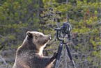 灰熊想当摄影师 可怜相机“遇难”(图)