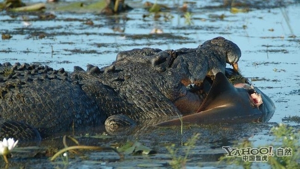 海洋霸主变猎物 什么动物敢吃鲨鱼?