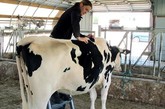 美国威斯康星州的农场主拉里为他的奶牛请来兽医，专门负责脊椎按摩和治疗，以确保奶牛的身体状况和牛奶产量都好。不过，拉里并不是唯一为奶牛提供如此好的待遇的农场主。目前，大多数农场主们都把“为奶牛提供一个舒适的环境”作为首要任务，因为自然舒适的生活环境能够使奶牛的产奶量高，品质好。
　　据报道，除了为奶牛配备专门的按摩治疗师之外，农场主们还为奶牛安装水床、改造通风设备、调节气温和光线、以及播放古典音乐，使奶牛的生活乐趣多多。更有甚者，还有人为奶牛安装了可旋转的刷子，为它们挠痒痒和洗澡。
