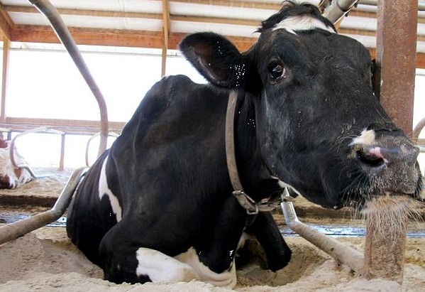 美国奶牛配有专业脊椎按摩师