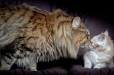 澳大利亚一家居民养的缅因库恩猫Rupert因其惊人的体重和威严的面容备受人们关注。年仅3岁的Rupert外形看起来是普通猫的3倍，体重达20磅（约9公斤），预计还会再长5公斤。
　　据了解，缅因库恩猫原产自美国，以巨大的骨架和长而浓密的尾巴著称，能够长到一米多长。