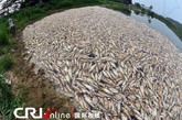 塘主虽然花了数千元买来解药往鱼塘添加，但仍死了大部分鱼。