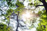 早晨的阳光透过松树的枝叶投射在佛塔上，光影灵动，映着万里无云的蓝天，没有一丝的瑕疵。（图片来源：凤凰网华人佛教  图文：宏宗法师）