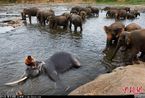 斯里兰卡举行仪式 为15头孤儿小象取名