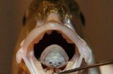 “外星寄生虫”入侵地中海 鱼舌上生活
　　2012年3月，地中海发现一种可怕的寄生虫，其外形与科幻电影中的外星人无异，它们“攻占”了鲷鱼的舌头，并一直呆在那里吸寄主的血。这种寄生虫在地中海地区迅速繁殖，有些地区几乎一半的鱼类都被其感染，研究人员将其命名为“贝蒂”。“‘贝蒂’其貌不扬，确实能让人联想到那些有关外星生物的电影，然而“贝蒂”对人类无害，但它会阻碍鱼类的正常生长，缩短寿命。它们从幼鱼的腮部游入鱼嘴，寄居在舌头的顶端，以血液为食。
