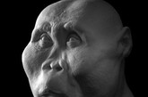 鲍氏傍人（Paranthropus boisei）生活在200万年前，他的颅骨特别善于咀嚼。这种人类又被称作“胡桃夹子人”，这是因为他们拥有比目前已知的任何古人类个头更大的后牙和目前已知最厚的牙釉质。

