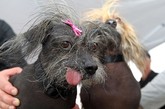 在美国北加州柏城（Petaluma）举办的“2012世界最丑狗”大赛中，来自英国彼得伯勒的一只叫做Mugly的扁鼻子、小眼睛和白胡须的8岁搜救犬击败了其他28只选手，获得了“世界最丑狗”这一称号。
　　Mugly的主人Bev Nicholson对这次获奖感到相当兴奋，她表示，得知Mugly获得冠军时，她开心地一句话也说不出来。据悉，今年是Mugly第二次获得“最丑狗”这一称号，此次获得冠军将为其带来1000美元（约6300元人民币）的奖金和一年的狗饼干。 
