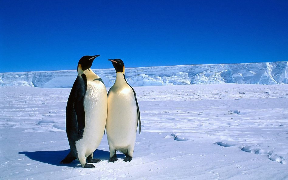 大型动物交配实拍:数吨重座头鲸交配画面(组图