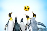 2009年5月，新西兰举办了一场别开生面的运动会，企鹅运动会，由帝企鹅和金图企鹅参加，比赛项目包括足球、飞盘、冲浪、水球和赛跑，比赛地点在新西兰The Kelly Tarlton Arctic Encounter海洋中心。这个海洋中心1994年建立，拥有80只企鹅，举办企鹅运动会是为了庆祝其建立15周年。图片来源：环球网