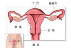 全面目击女人避孕全过程(图)