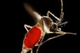 炎炎夏日，蚊子都出洞了。科学家研究表明，蚊子叮人也有选择的，能为蚊子带来丰富胆固醇和维生素B的人最受蚊子青睐。蚊子利用气味从人群中发现最适合他们“口味”的对象。新陈代谢快的人容易被咬。