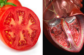 番茄心脏

番茄有四个腔室，并且是红色的，这与我们的心脏一样。实验证实，番茄饱含番茄红素，高胆固醇患者要想降低心脏病和中风危险，不妨多吃点。


