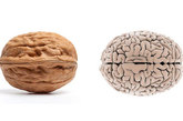 核桃——大脑

核桃就像一个微型的脑子，有左半脑、右半脑、上部大脑和下部小脑，甚至其褶皱或折叠都像大脑皮层。目前人类已经知道，核桃含有36种以上的神经传递素，可以帮助开发脑功能。

