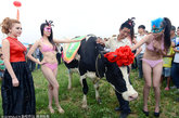 在这个全民选美的时代，奶牛也没能错过。山西省朔州市山阴县联举办首届“奶牛选美大赛”，通过奶牛的产奶质量、外貌、家族血统选出首届“奶牛小姐”冠军。 更找来比基尼模特为优质奶牛做“牛模特”，与奶牛亲密接触。