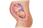 美孕育全面解析：卅一周

这时胎儿的肺部和消化系统已基本发育完成，身长增长趋缓而体重迅速增加。这周胎儿的眼睛时开时闭，他大概已经能够看到子宫里的景象，也能辨别明暗，甚至能跟踪光源。随着胎儿的增大，子宫内的活动空间越来越小了，胎动也有所减少。这时你会感到呼吸越发的困难，喘不上气来。子宫底已上升到了横膈膜处，吃下食物后也总是觉得胃里不舒服，因此也影响了食欲。这时最好少吃多餐，以减轻胃部的不适。

