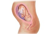 完美孕育全面解析：廿五周

此时胎儿体重稳定增加，皮肤很薄而且有不少皱纹，几乎没有皮下脂肪，全身覆盖着一层细细的绒毛。胎儿的身体在妈妈的子宫中已经占据了相当多的空间，开始充满整个子宫。有的孕妇因血压升高或贫血加重会引发头痛和头晕，心理负担和精神因素也会造成头痛，所以要注意保持心情愉快，这时还要预防孕期糖尿病。

