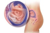 完美孕育全面解析：十八周

现在胎儿开始频繁地胎动了，在这一周，胎儿原来偏向两侧的眼睛开始向前集中。胎儿的骨骼差不多已成为类似橡胶的软骨，并开始逐步硬化。胎儿的身长已经接近14厘米，体重大约200克。从现在开始，在几周内你会真切地感受到胎儿的胎动，胃部感到飘来飘去，许多孕妇都记录下了第一次感到胎动的时间。

