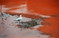 悉尼海岸红藻泛滥爆发赤潮