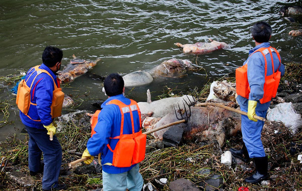 3月10日，上海黄浦江，江面漂浮的大量死猪。