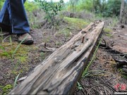 昆明飞虎队公墓遭破坏 500老兵忠骨无存