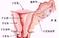 高清组图：女性生殖系统解剖（图）