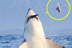 大白鲨捕食用力过猛崩掉牙齿