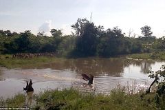 鳄鱼袭击黑斑羚全过程