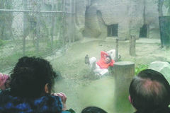 一男子翻入成都动物园虎圈