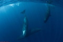 跟大鲸鱼玩自拍