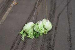 北京迷笛“遛白菜”大热