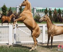 赛马场上的“汗血宝马”