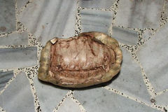 叙反对派士兵食用龟肉、虫子等充饥