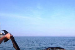 有食人倾向怪鱼现身美国浅滩