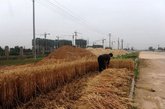 图为一位农民正在路边绿化带麦田里收割小麦。（实习编辑：石君兰）