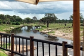 最亲近自然：博茨瓦纳的 Belmond Safaris
