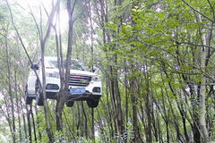 温州一越野车挂树上