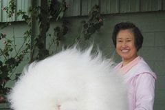 美国兔子毛长26cm 酷似巨型毛球