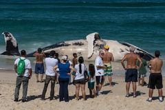 巴西海滩搁浅一座头鲸