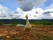 大白鸭爱冒险 搭伴“驴友”环游越南