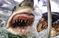 新泽西一教师近距离拍摄大白鲨照片 惊呆小伙伴