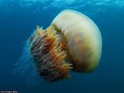 摄影师深海潜水遇罕见巨型野村水母