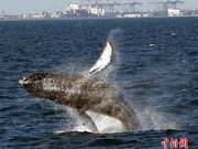 加州长滩沿海一座头鲸跃出海面