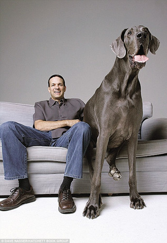 全世界最高的狗“大乔治”(Giant George)10月17日在美国去世，存活年龄为8岁。