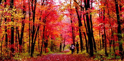 寻找绝美秋色——济南红叶谷的热情红