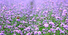 寻找绝美秋色——章丘香草园的浪漫紫
